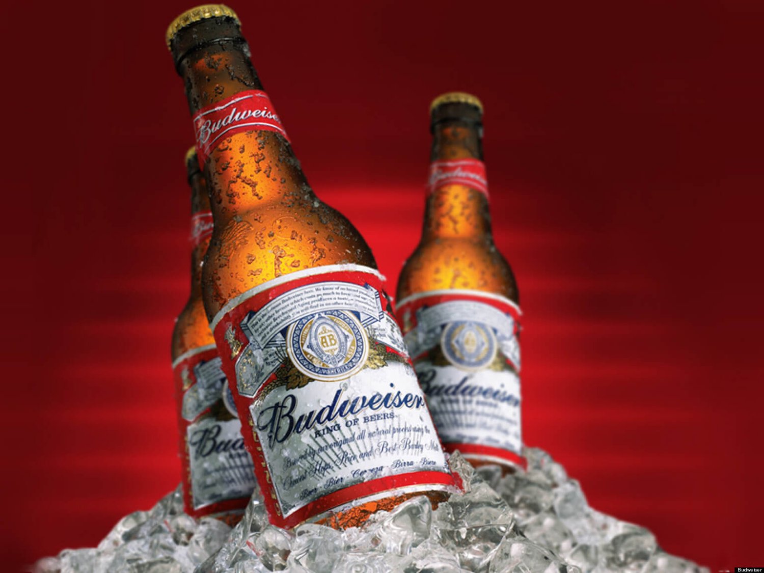 Budweiser Beer
